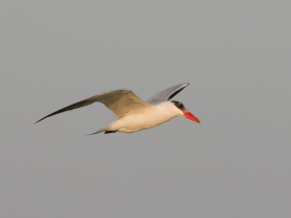 <h3><a href="/trips/safari/biota/animalia/chordata/aves/024 charadriiformes/017 laridae/hydroprogne caspia/hydroprogne caspia-nl.html">Hydroprogne&nbsp;caspia</a> / Caspian&nbsp;tern / Reuzenstern</h3>OM-1 Mark II met OLYMPUS M.150-400mm F4.5, 1/2000 sec  bij F4.5, ISO 500, afstand 54.1&nbsp;m